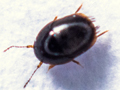 Acrotriches sitkaensis